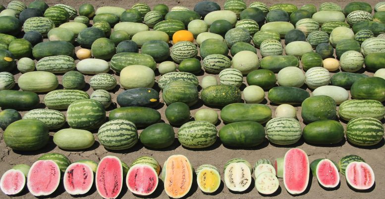 通过收获野生物种的基因改善西瓜