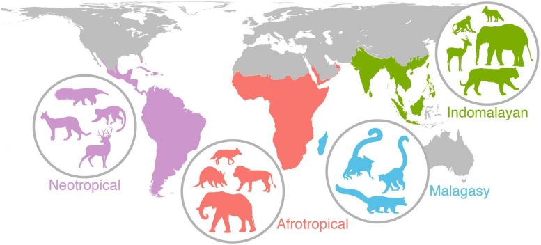 20,000年以前的事件仍然影响着全球哺乳动物的多样性和分布