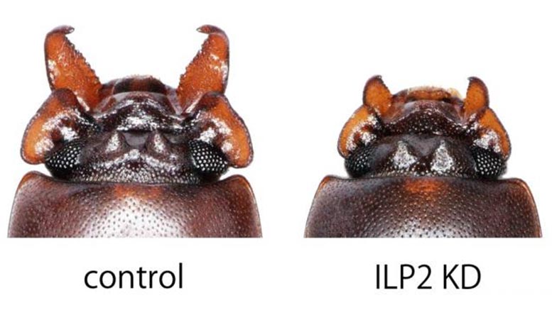 科学家刚刚发现甲虫“武器”的成长方式