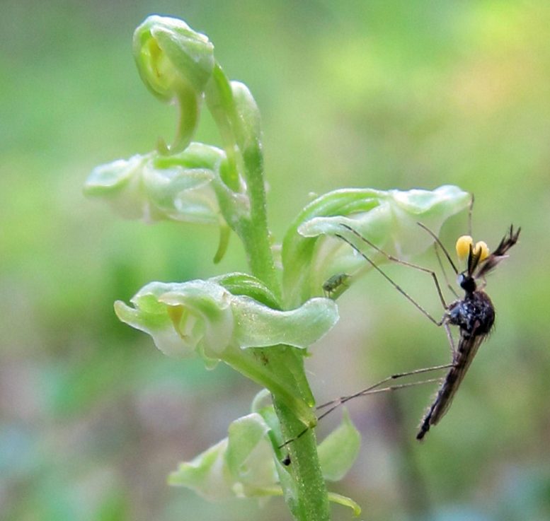 蚊子和人们一样多地被花吸引着—现在科学家终于知道为什么