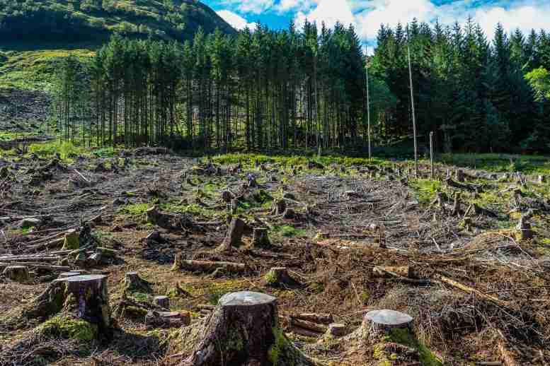 确定了导致森林迅速丧失的森林砍伐临界点