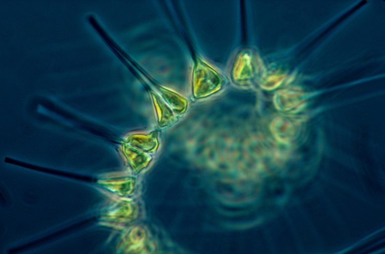 海洋表科预测浮游植物增加2100岁，违背了环境科学界的共同信念