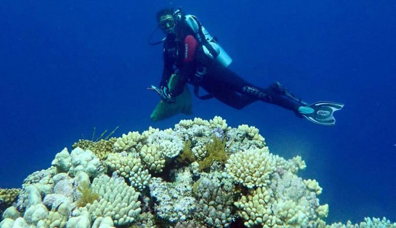沿着大堡礁发现的新珊瑚物种的“宝库”
