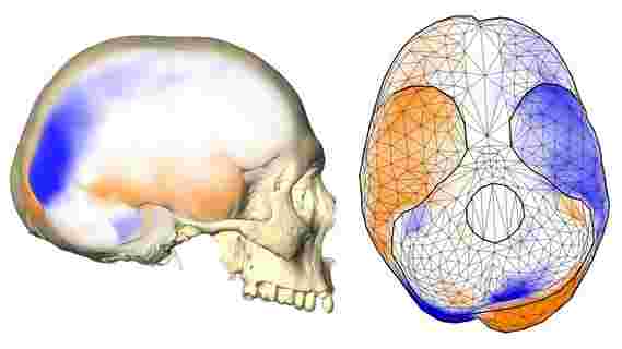 科学家对人类大脑不对称模式的独特性是错误的