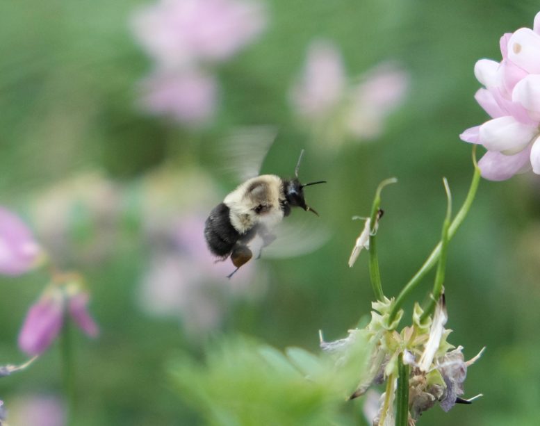 高速视频揭示了大黄蜂在节能“经济模式”中携带重载
