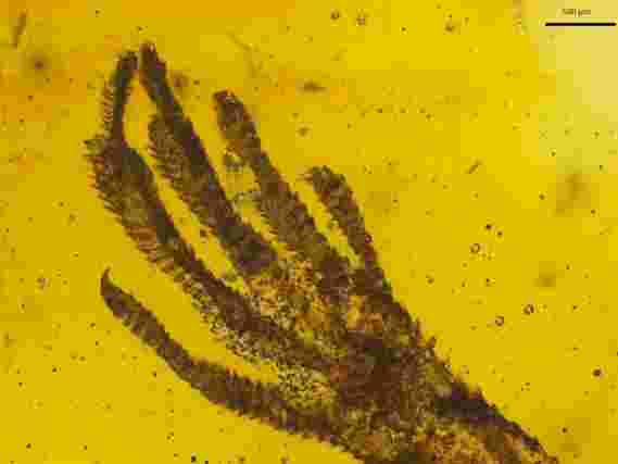 罕见的蜥蜴化石提供了重要的线索，了解百年多年来保存的化石