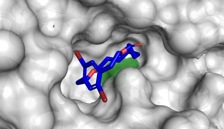 塑造分子的环 - 使用生物分析来控制宏杂种的形状