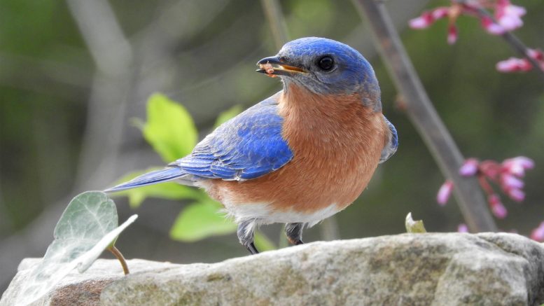 在后院喂养蓝鸟有助于抵御寄生虫