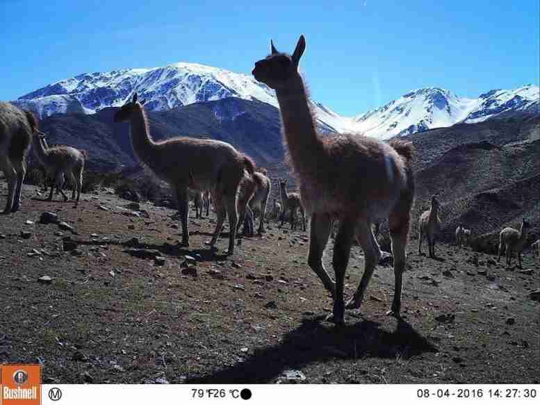 气候变化加剧，智利牧场主与野生动物之间的冲突加剧