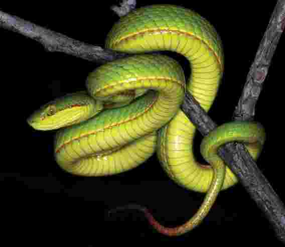 印度的新绿Green蛇以哈利·波特的萨拉查·斯莱特林（Salazar Slytherin）的名字命名