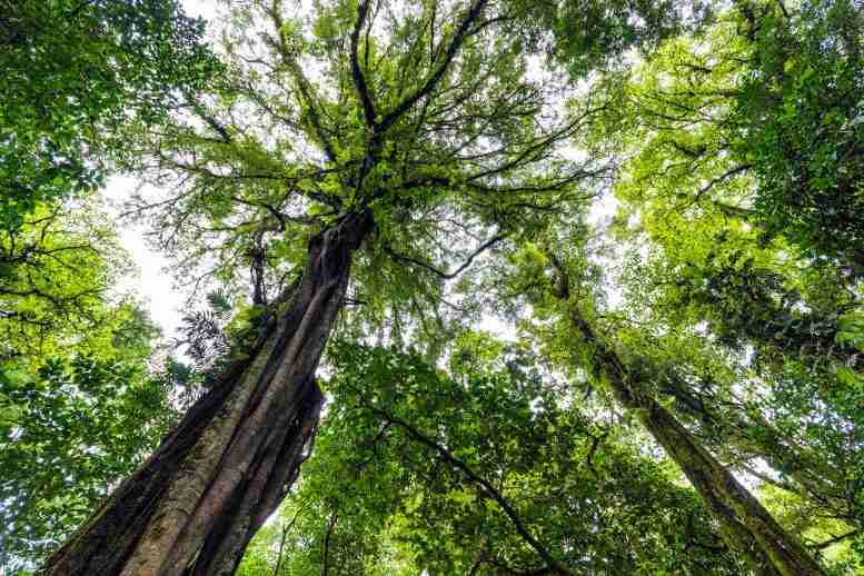 热带森林可以吸收多少碳？