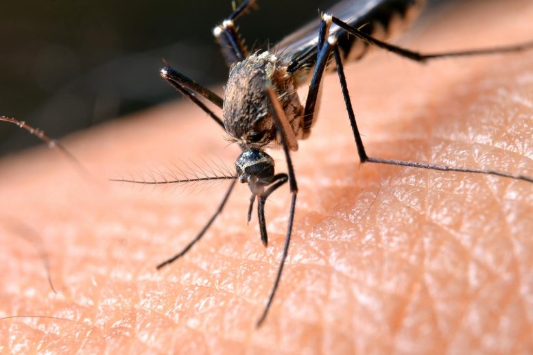 由细菌产生的天然蚊子杀害化合物可能导致更好的杀虫剂