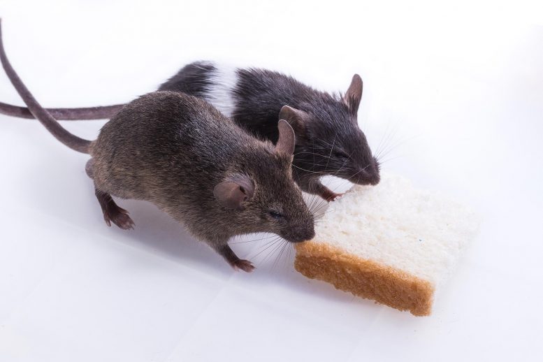 大鼠可以闻到其他大鼠的饥饿 - 更慷慨地给有需要的人