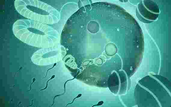 精子如何解压缩爸爸的基因组，所以它可以与妈妈合并形成一个新的人类基因组