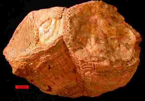 古代外壳的证明：地球转动速度超过7000万年前