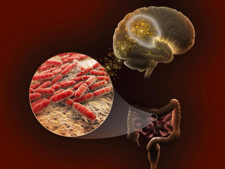 科学家探索遗传学，肠道微生物组和记忆之间的分子联系