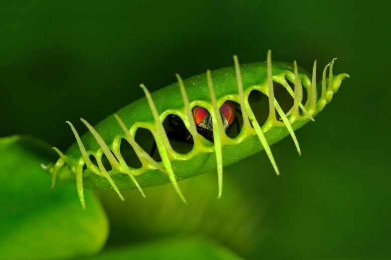 将食物链的兴趣遗传学允许食肉植物捕猎动物