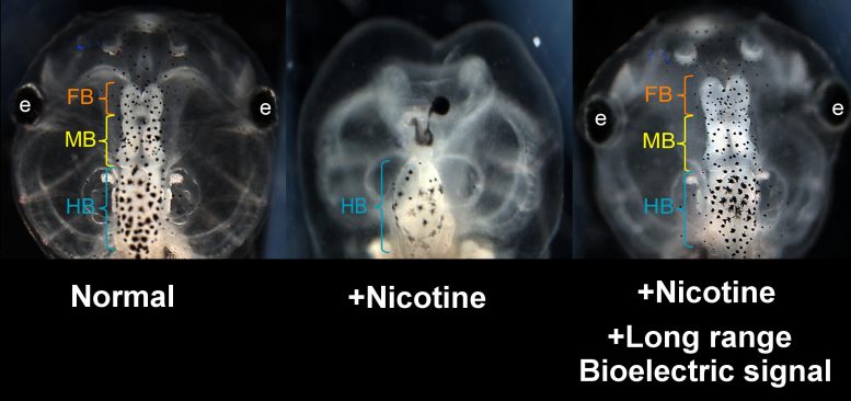 生物电解可以修复和预防培养的青蛙脑中的缺陷