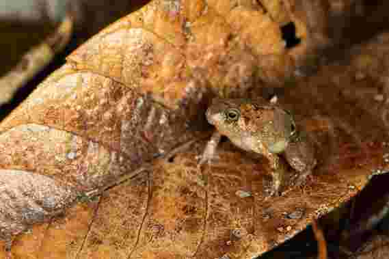 来自马达加斯加北部的新钻石蛙–“一看到这只青蛙，我就知道这是一个新物种！”