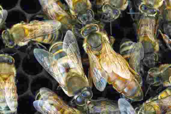群体基因组学推动非洲蜜蜂的侵略