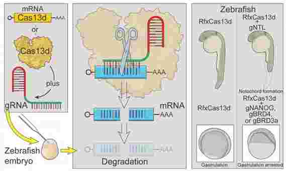 科学家使用CRISPR来定位早期发展涉及的基因信息