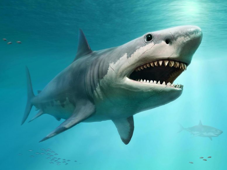 终于透露：Gargantuan True大小的传奇史前百万鲨Megalodon