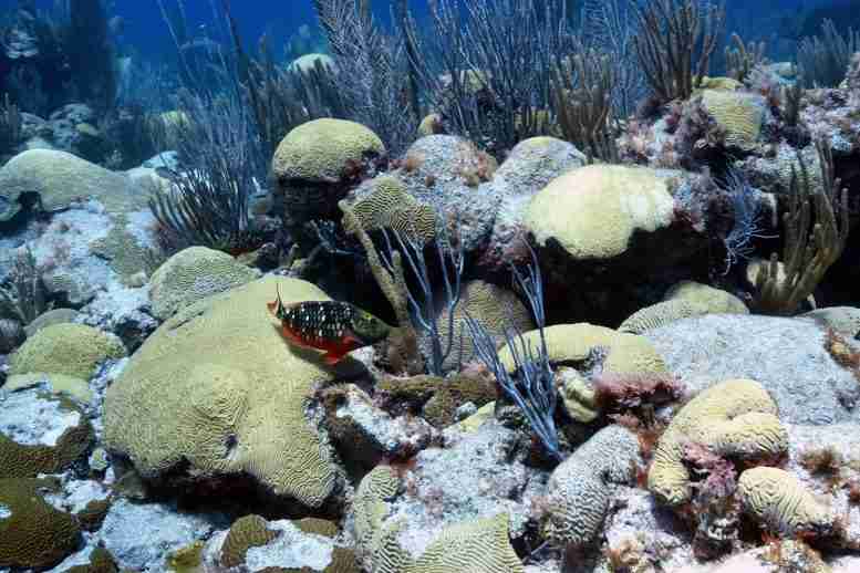 从海洋内部泵送冷水以停止珊瑚漂白