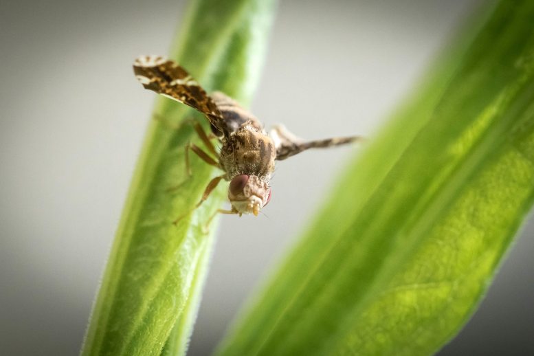 Gall Fly在“间谍与间谍”进化游戏中胜出宿主植物