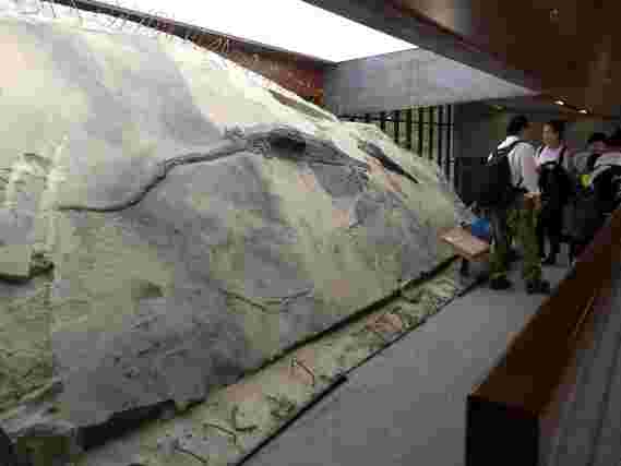 巨大的爬行动物在Triassic Megapredator的腹部发现