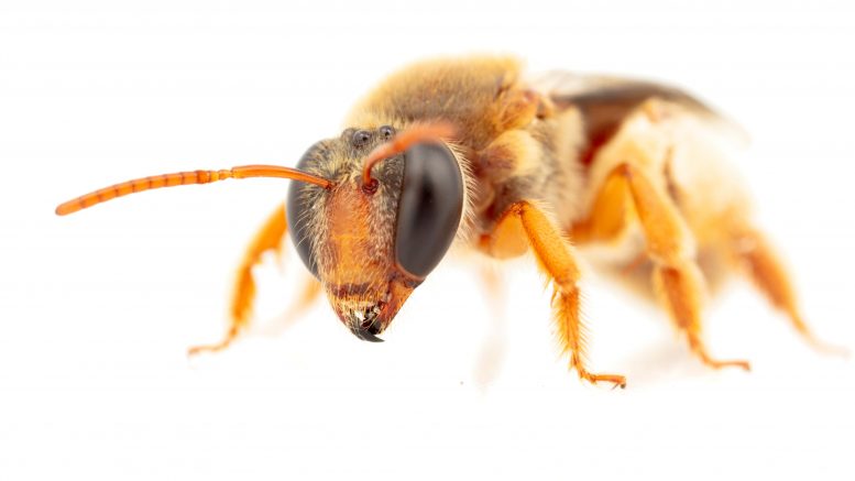 澳大利亚夜蜜蜂首次在黑暗中觅食