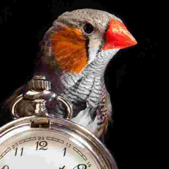 科学家们解构了调节复杂鸟鸣声精确定时的“生物钟”