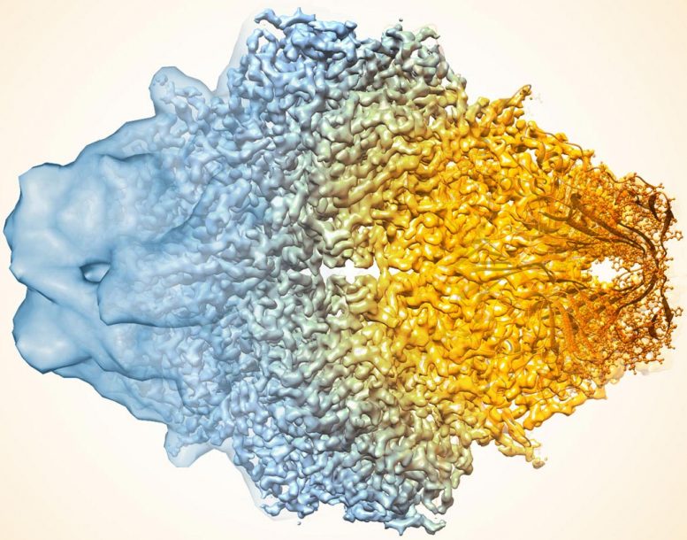 新算法削减世界上最强大的显微镜的焦点 - 改善了Cryo-EM 3D分子结构地图