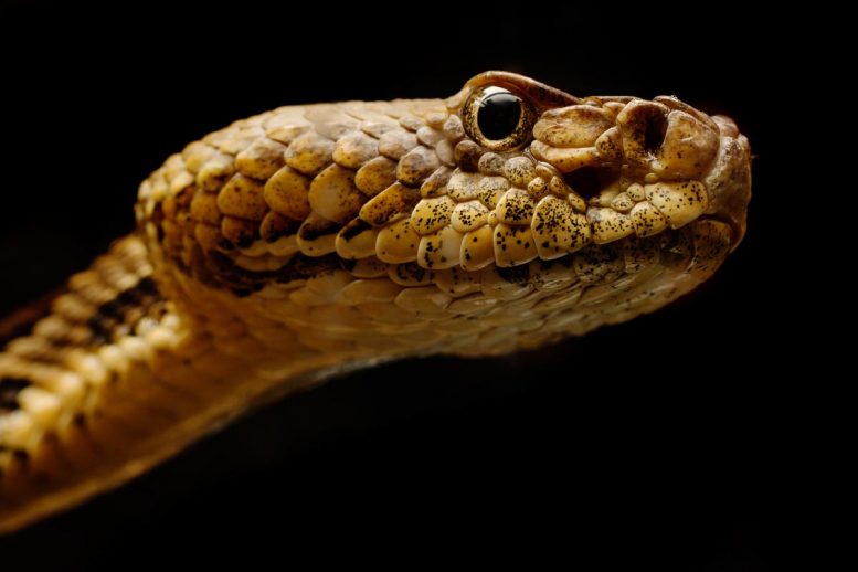 折磨蛇在19个州，波多黎各的新兴传染病