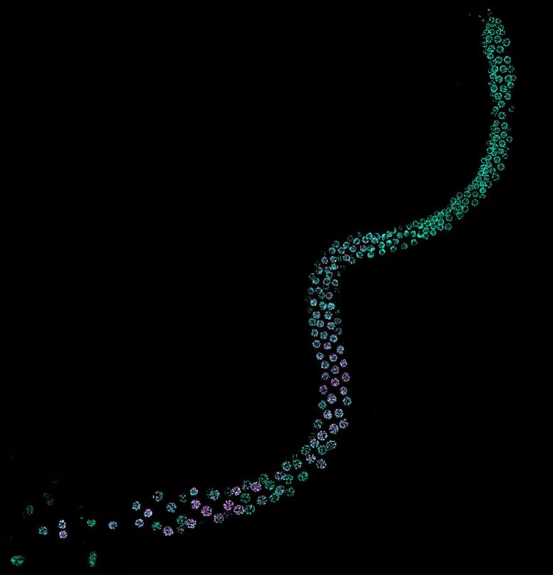 热应力损害精子和生育 - 现在科学家知道为什么