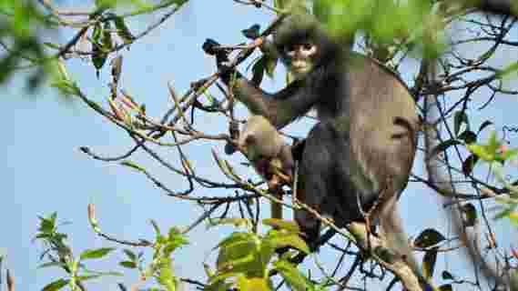 参见在缅甸发现的新灵长类动物– Popa Langur