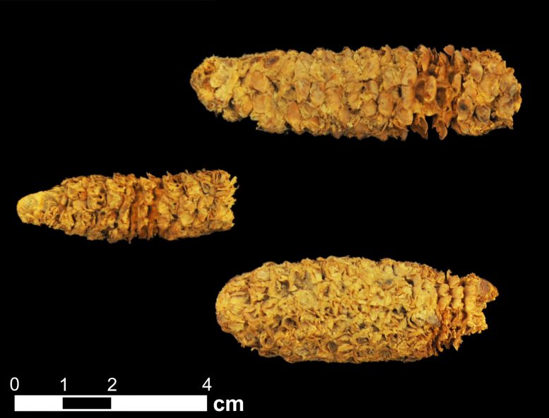 古代DNA继续改写9000年社会塑造玉米的历史