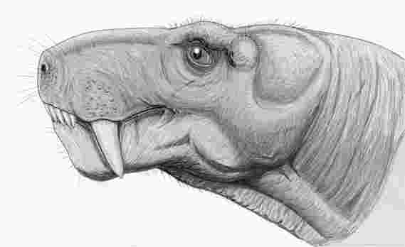 史前恐龙与哺乳动物牙齿之间的惊人联系