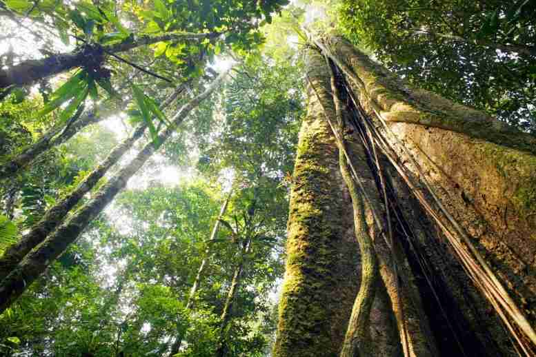科学家揭开亚马逊树木死亡的方式和原因，以及树木死亡率增加的原因