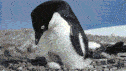 海洋保护区网络如何帮助维护南极企鹅