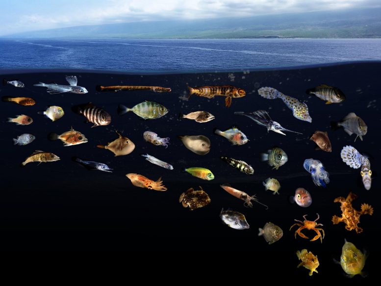 隐藏在地下的世界：科学家发现海洋“浮油”是各种鱼类的苗圃