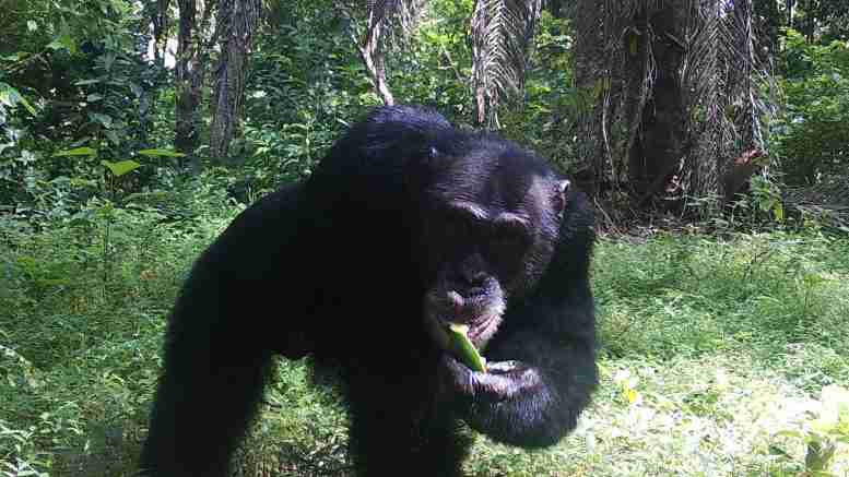 西部黑猩猩–极度濒危的物种–与人类共享重叠领土