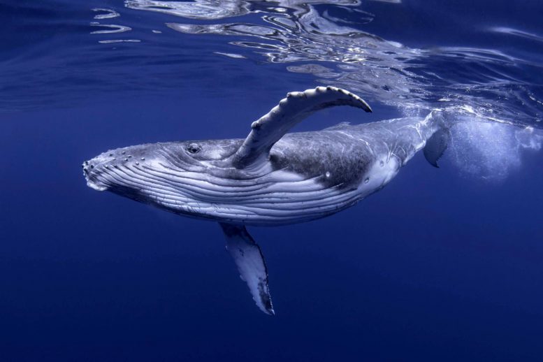 使用鲸鱼的歌声和地震仪揭示海洋地壳的深层秘密