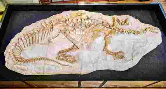 “人人都有” –古生物学家揭示了恐龙物种内的巨大变异性
