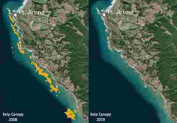 北加州海带森林的突然崩溃将难以逆转