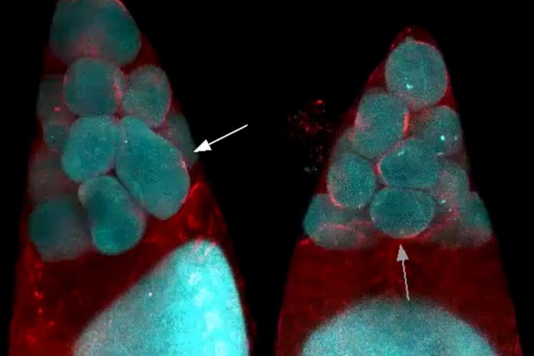 麻省理工学院生物学家和数学家揭示了鸡蛋细胞如何变得如此大