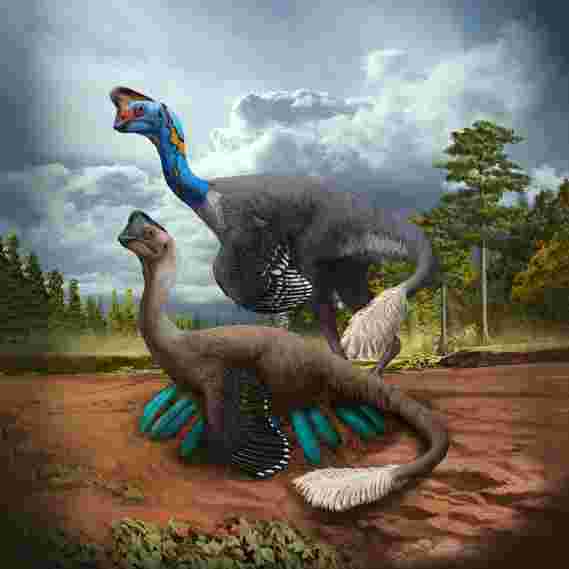世界第一个：恐龙发现坐在鸡蛋巢与化石婴儿