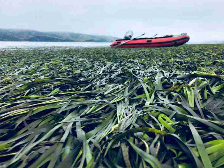 海草草甸转回海洋酸化的时钟 - 可以将当地酸度降低至多30％