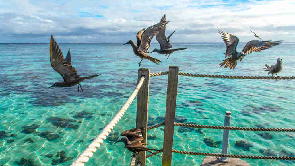 Seabirds可以通过飞行在大量，公里宽的弧线上找到海上的食物