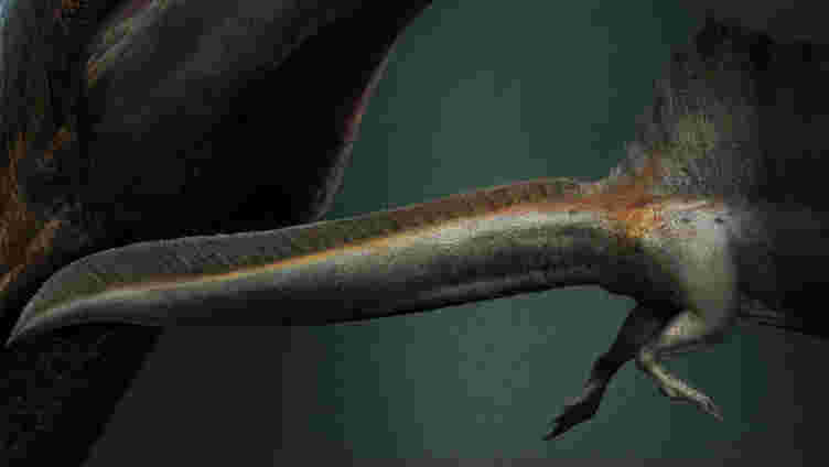 Spinosaurus化石尾巴表明恐龙毕竟是游泳者