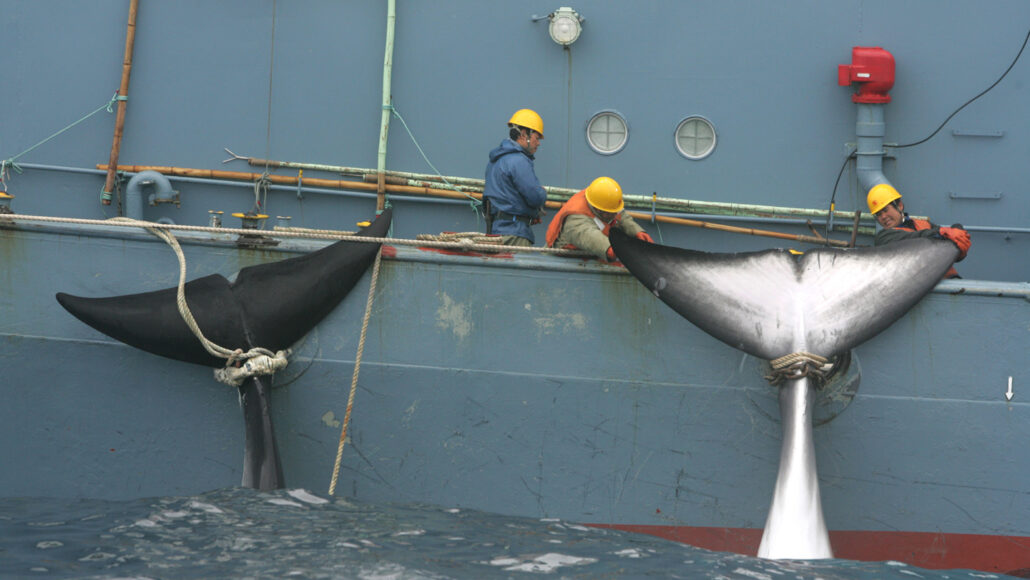 50年前，美国商业捕鲸即将结束